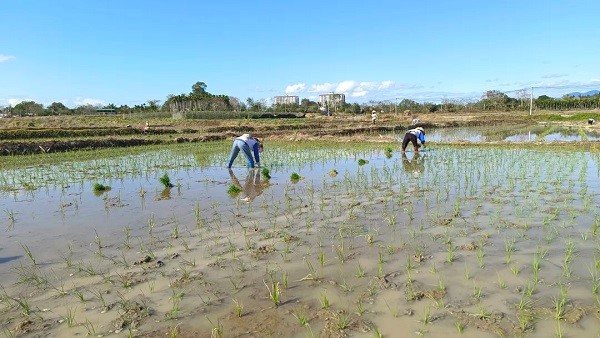 农户在水田里插秧（羊生才 摄）
