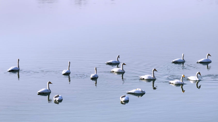 阿克苏多浪河国家湿地公园内湖水清澈天鹅成群（王旭 摄）