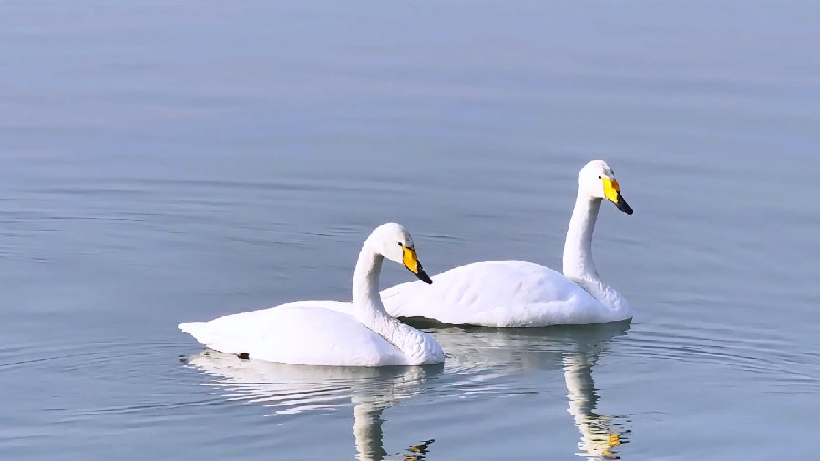 白天鹅在水面上悠闲的戏水（王旭 摄）