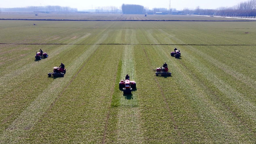 耕耘希望的田野（张静 摄）