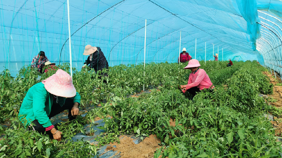 一禾合作社工人正在蔬菜大棚辛勤劳作（李游 摄）