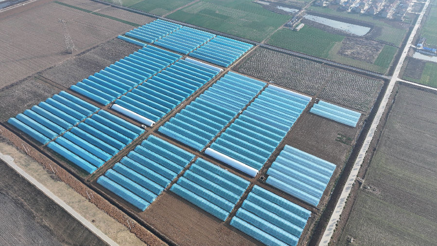 无人机航拍一禾农业140座蔬菜大棚全景（李游 摄）