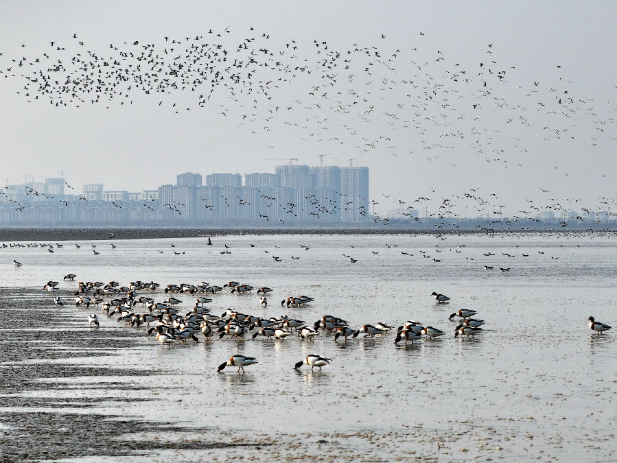 上万只翘鼻麻鸭成群结队地聚集在浅滩上（司伟 摄）