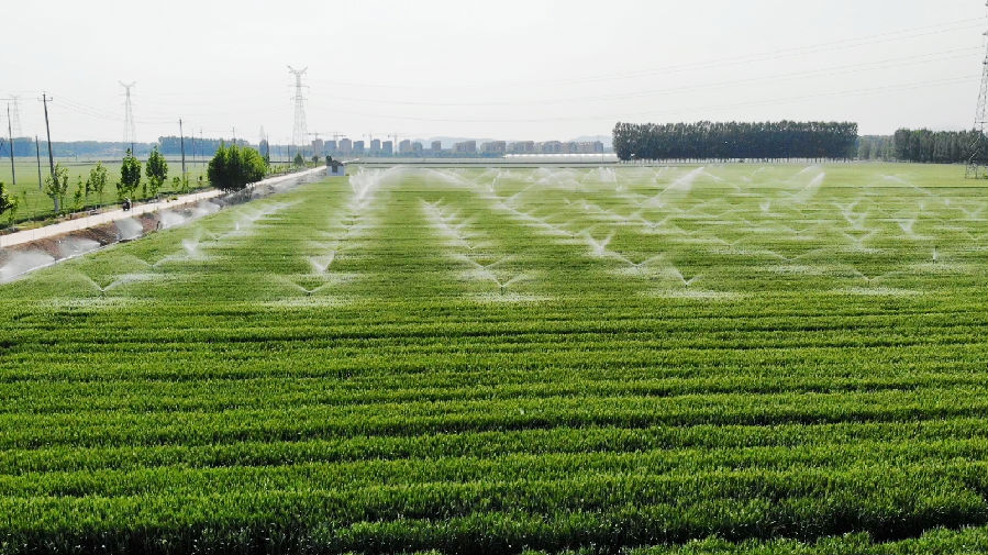 立杆式喷灌（荆秋慧 摄）