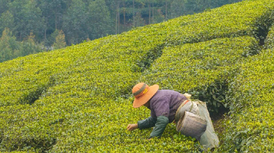茶农采茶中（邓宁 摄）