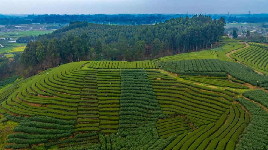 万亩茶园（邓宁 摄）