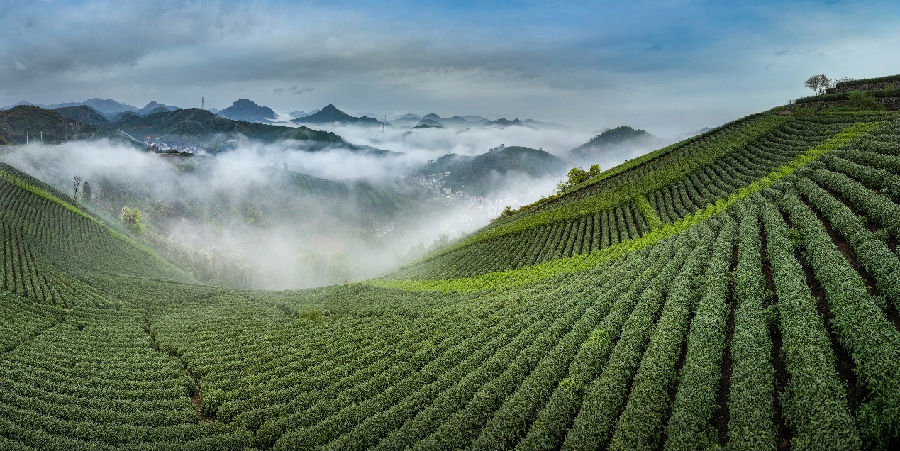 杭州市余杭区中泰街道的茶园一景（纪丹燕 摄）