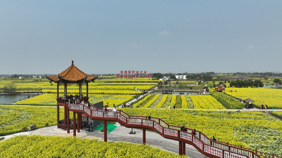 沙洋县油菜花海 （张兆宇 摄）