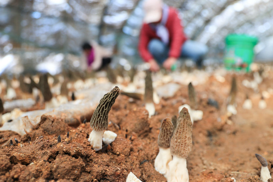 3月19日，赣榆区塔山镇驻驾庄村农民在大棚里采收羊肚菌，供应各地市场。（司伟 摄）