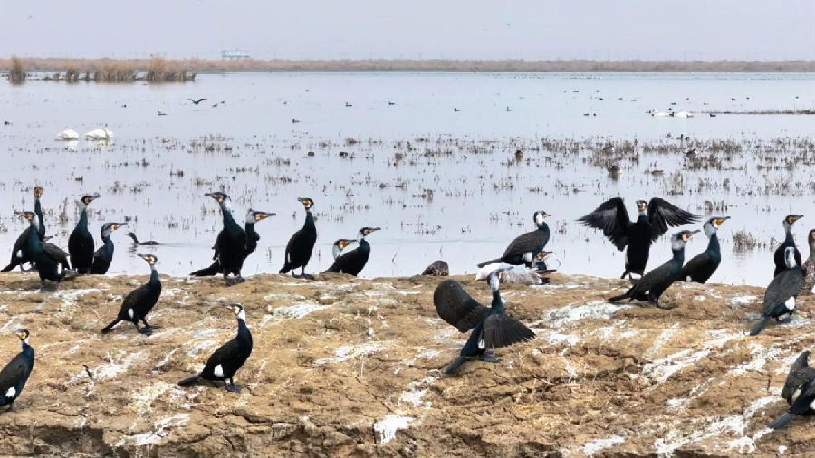 图为巴依孜湖生态湿地的成群候鸟（杨先桃摄）
