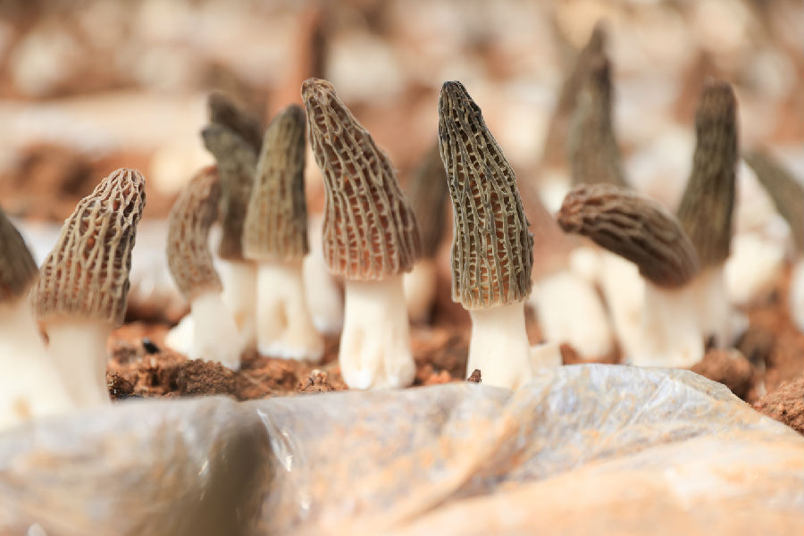 3月19日，赣榆区塔山镇驻驾庄村农民在大棚里采收羊肚菌，供应各地市场。（司伟 摄）