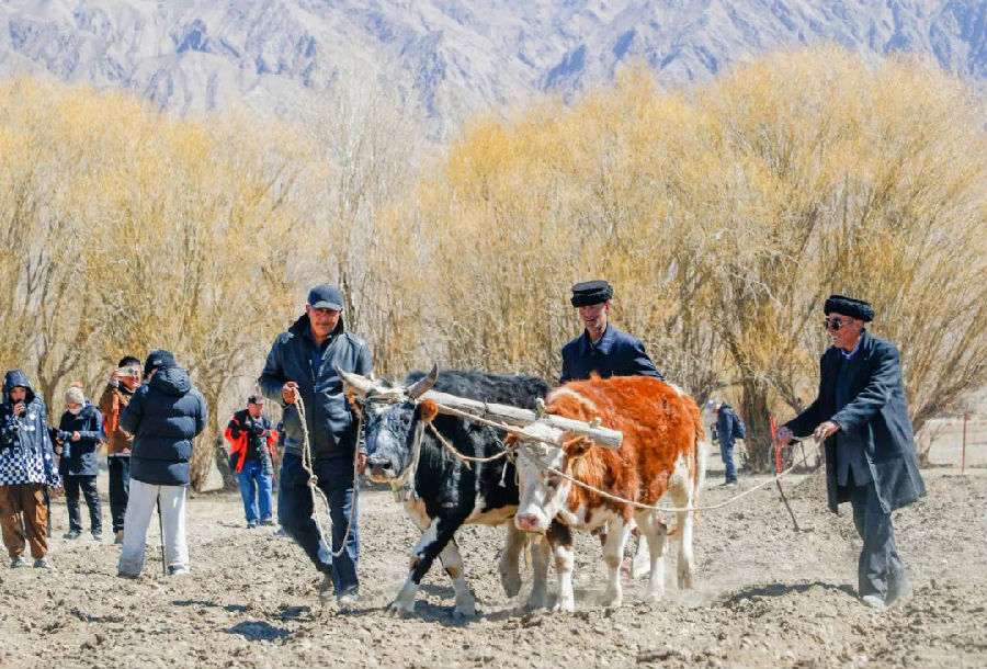 各族群众庆祝“破冰引水·迎春播种”民俗活动，进行耕种（侯立超 摄）
