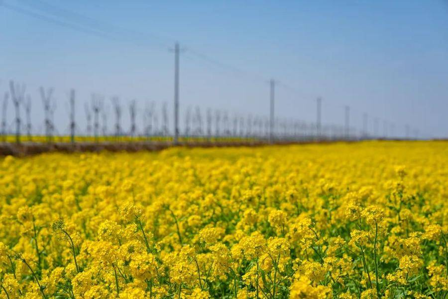 油菜花田（葛庆钊 摄）