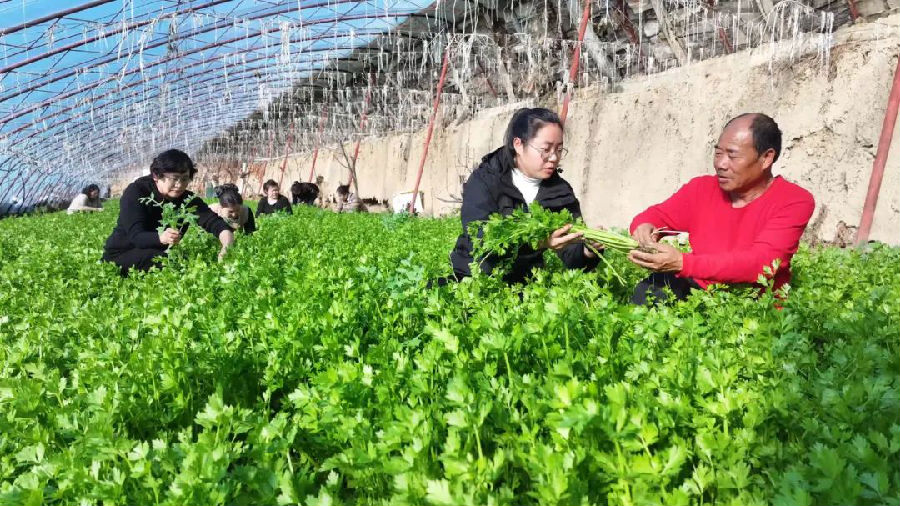 额敏县阔什比克良种场哈萨克拜村种植户和绿融家乡城市运营服务有限公司开展育苗工作&nbsp;（何秀娟 摄）