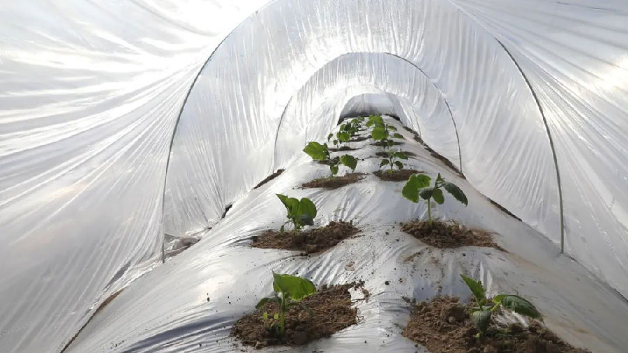 大棚内育苗情况（何秀娟 摄）