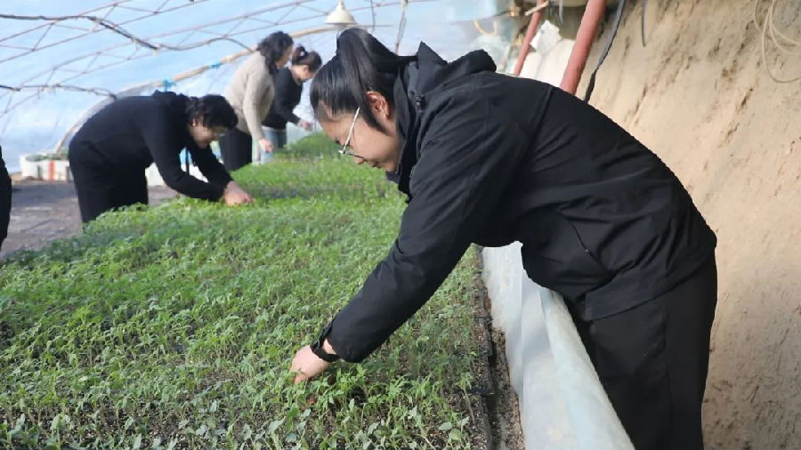工作人员查看育苗情况&nbsp;（何秀娟 摄）