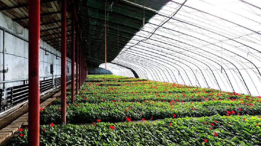 大棚内培育各类品种的花卉&nbsp;（何秀娟 摄）