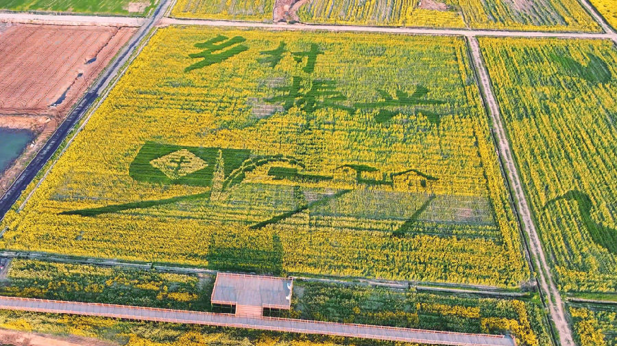 长风村“千亩方”整治项目现场（左军 摄）