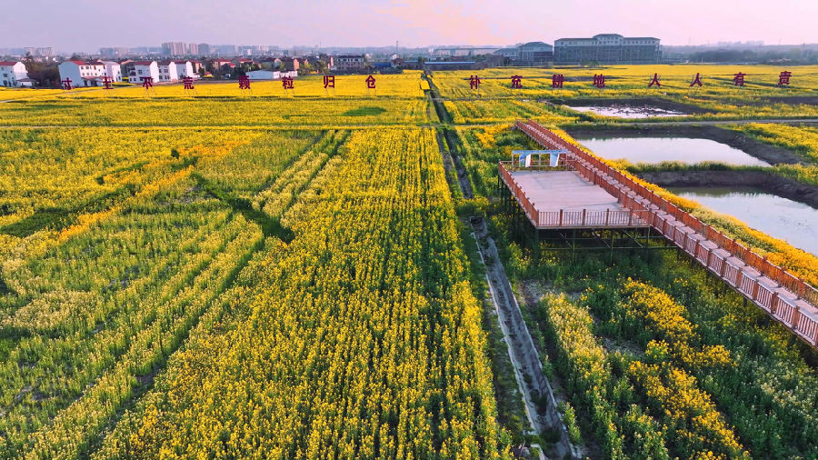 长风村千亩油菜花海（左军 摄）