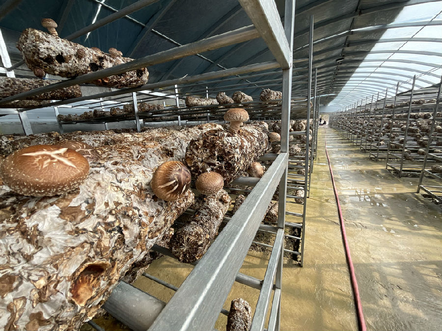 蘑菇生产车间（申维祖 摄）