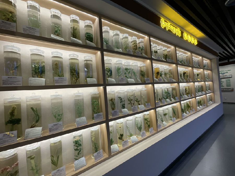 高原特有的中藏药植物标本。（申维祖 摄）