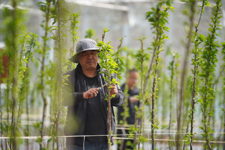 大樱桃种植拓宽了群众务工就业渠道(陈争强 摄)