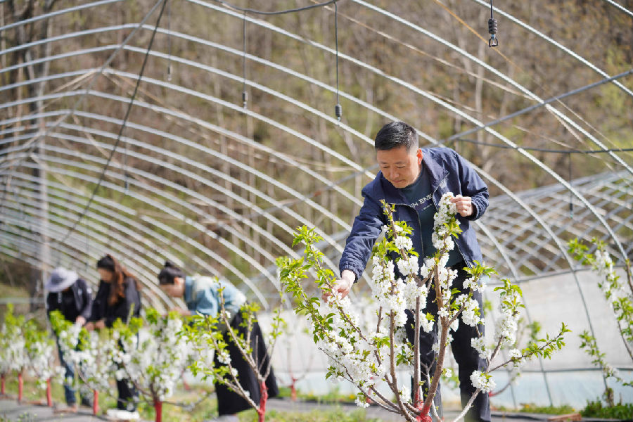 对大棚大樱桃树进行疏花管理(陈争强 摄)