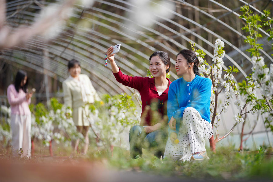 游客在大樱桃种植基地踏春赏花(陈争强 摄)