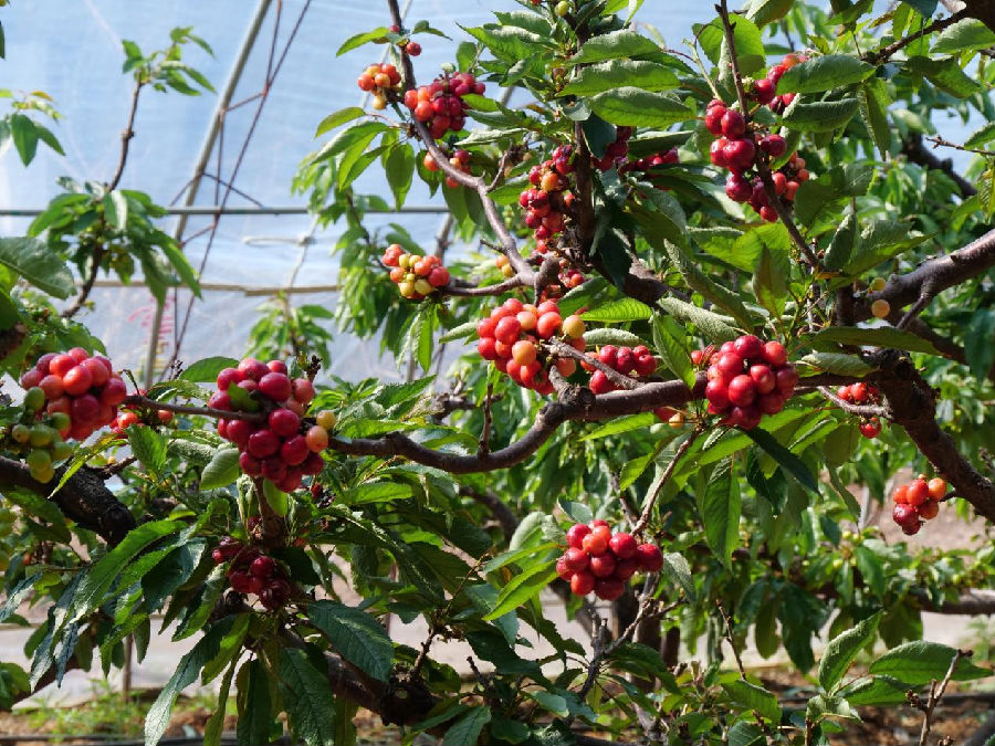硕果盈枝（张雪玉 摄）