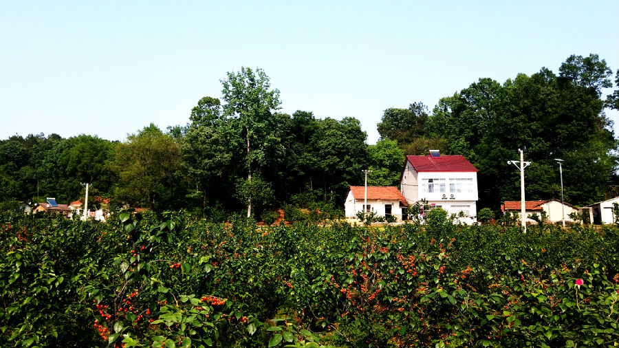 房前屋后的樱桃挂满枝（周波 摄）
