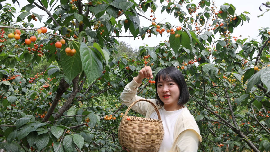 游客采摘樱桃（周波 摄）