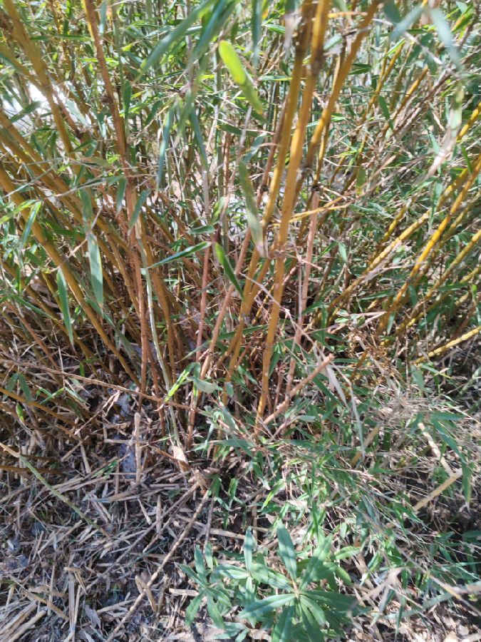 发现多处大熊猫食迹（王兴和  摄）