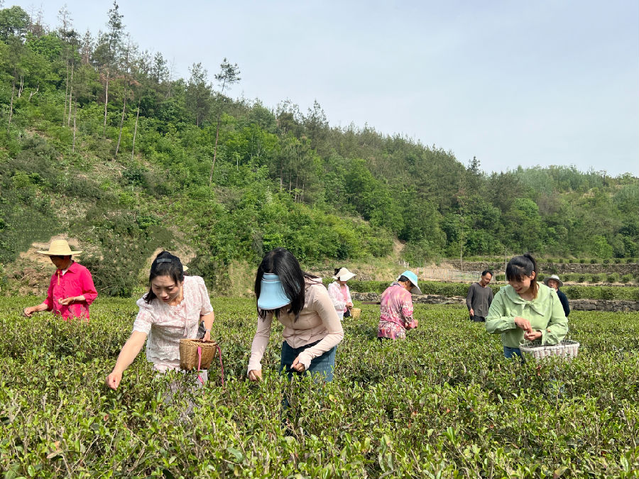 游客体验采茶活动（孟莹 摄）
