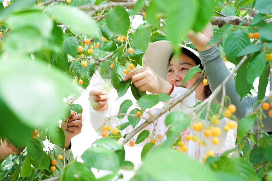游客采摘“高山樱桃”（陈国东 摄）