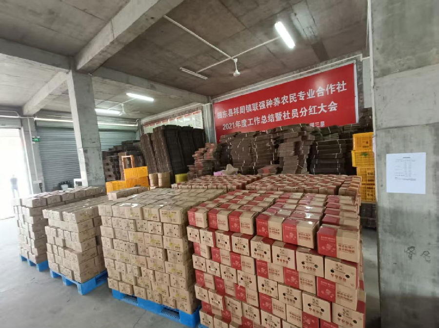 待运输的成品芒果 （李沛坤 摄）