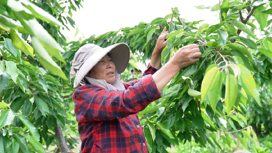 果农正在给果树修枝（朱茜 摄）