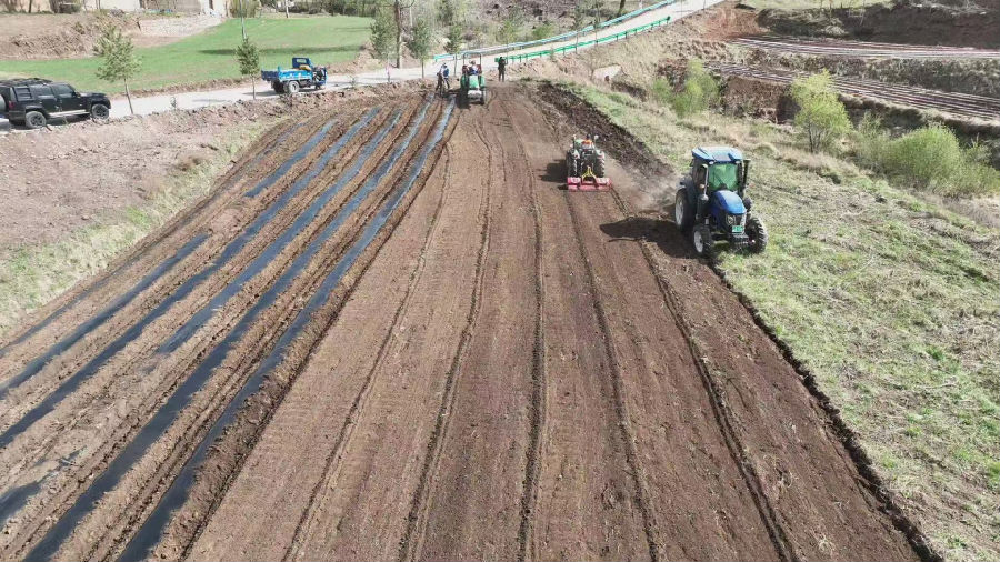 播种马铃薯（刘金池 摄）