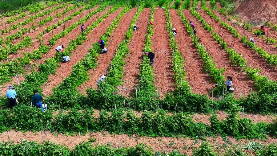 百余名村民正在采摘金银花（种春江 摄）