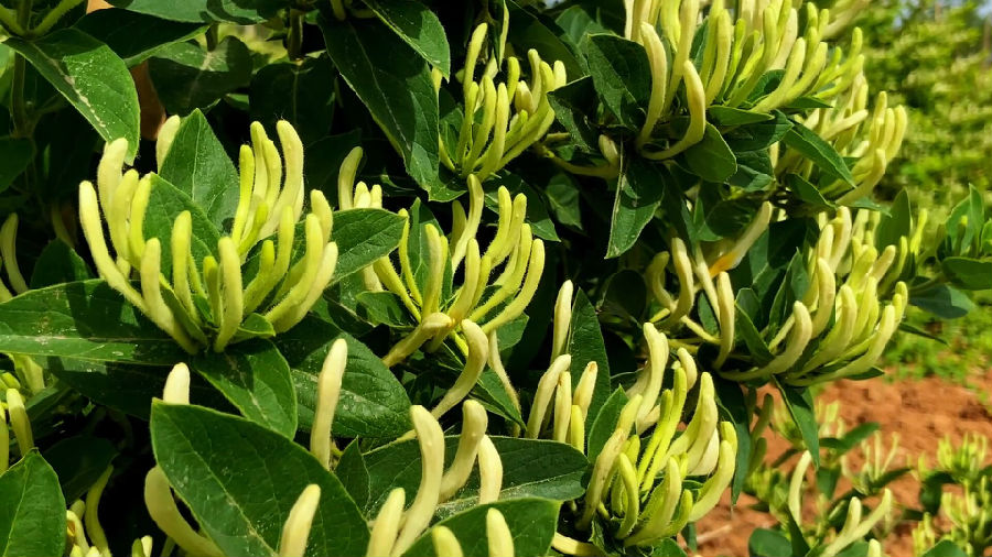 黄白相间的金银花随风摇曳（霍东东 摄）