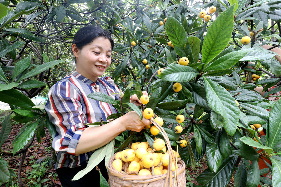 采摘现场（谢尚国 摄）