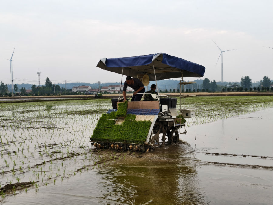 田店镇畅马村农户驾驶插秧机栽插糯稻秧苗（胡元 摄）