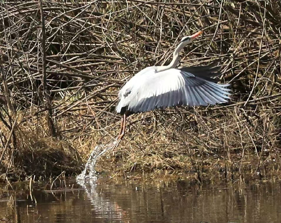  图为国家三有保护候鸟苍鹭在额木尔河水域起飞精彩瞬间（王力 摄）