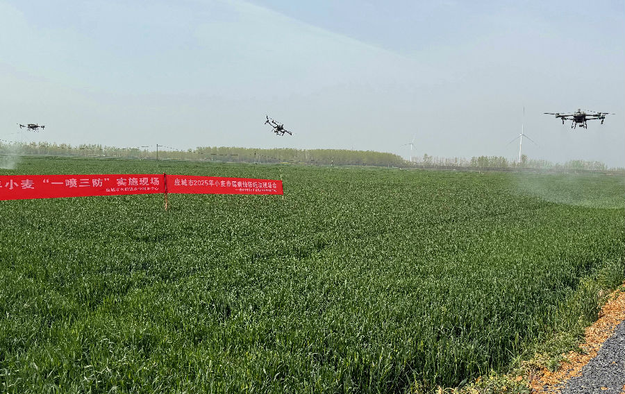 应城2025年小麦赤霉病统防统治现场（张正红 摄）