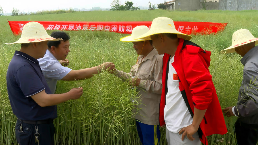 应城农技人员田间指导油菜病虫害防治（李恒 摄）