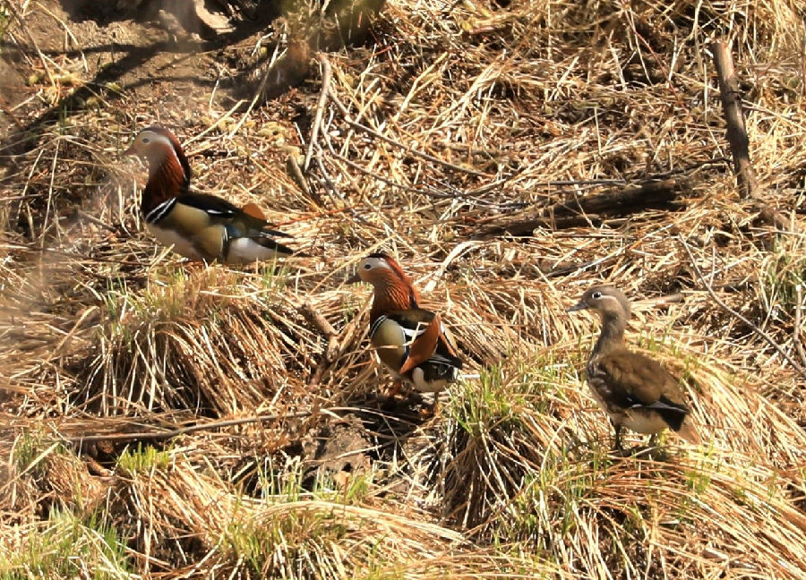  &nbsp; &nbsp; 图为国家二级保护候鸟鸳鸯在额木尔河河岸边歇息瞬间（王力 摄）