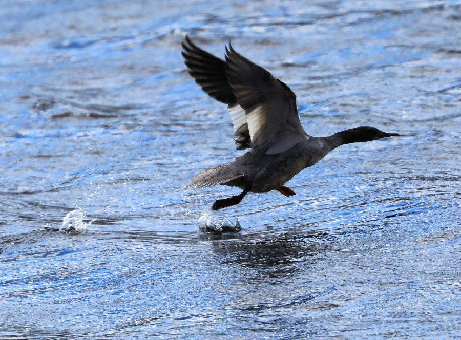 &nbsp; &nbsp; 图为国家三有保护候鸟普通秋沙鸭在额木尔河水面的精彩瞬间（王力 摄）