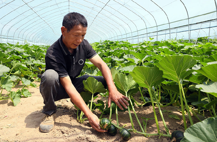 张天元查看贝贝南瓜走势（李勤 摄）