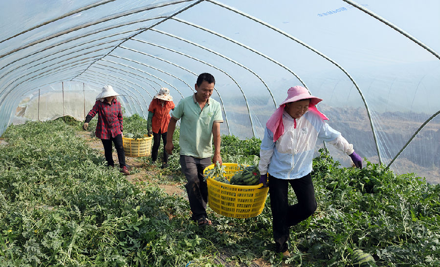 农户在采摘西瓜（李勤 摄）