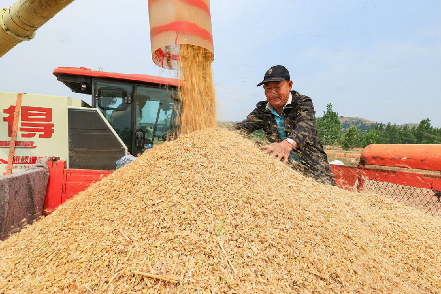 塔山镇姚葛埠村农民在收获小麦（司伟 摄）