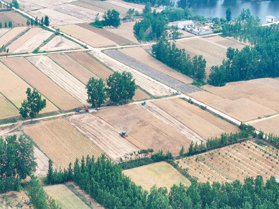 5月26日，收割机在塔山镇姚葛埠村的一处麦田里收割小麦。（司伟 摄）